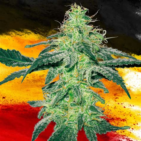 sensi seeds kontakt deutschland|sensi seeds.